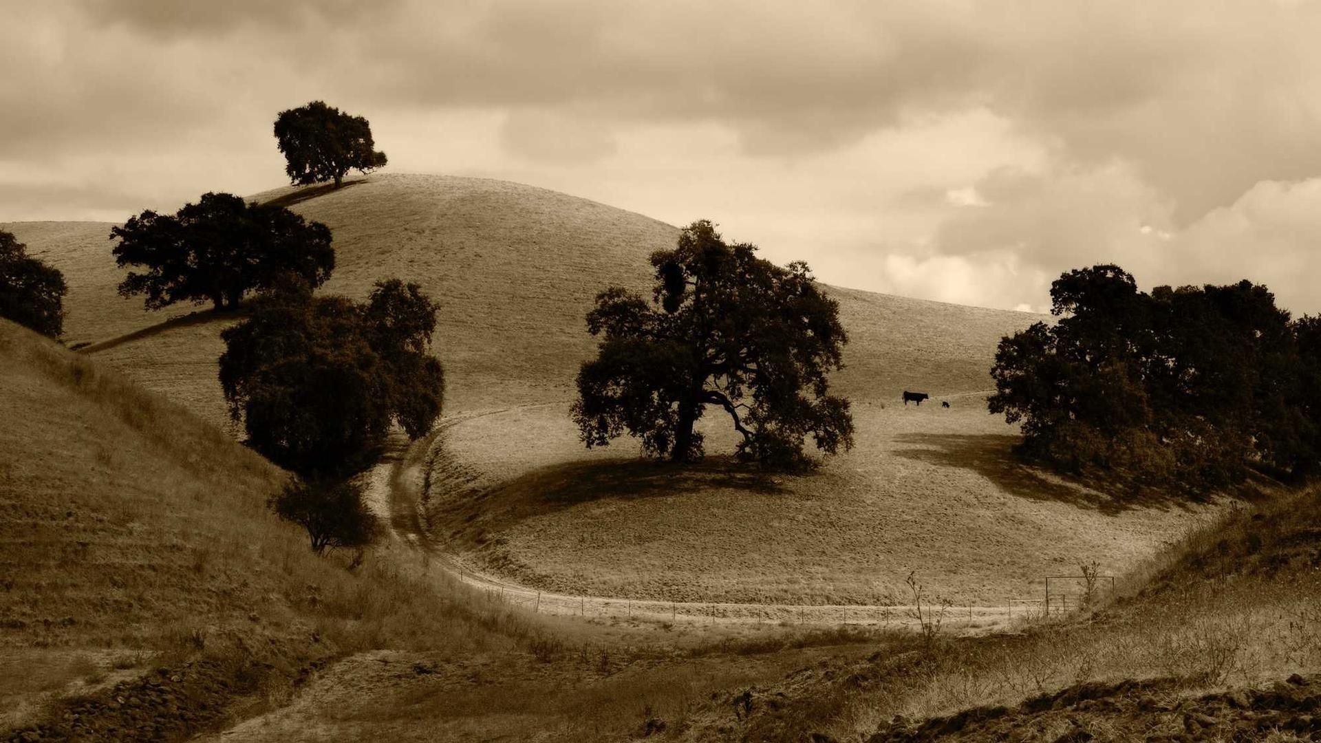 cuppedia audax conventus agnitio
