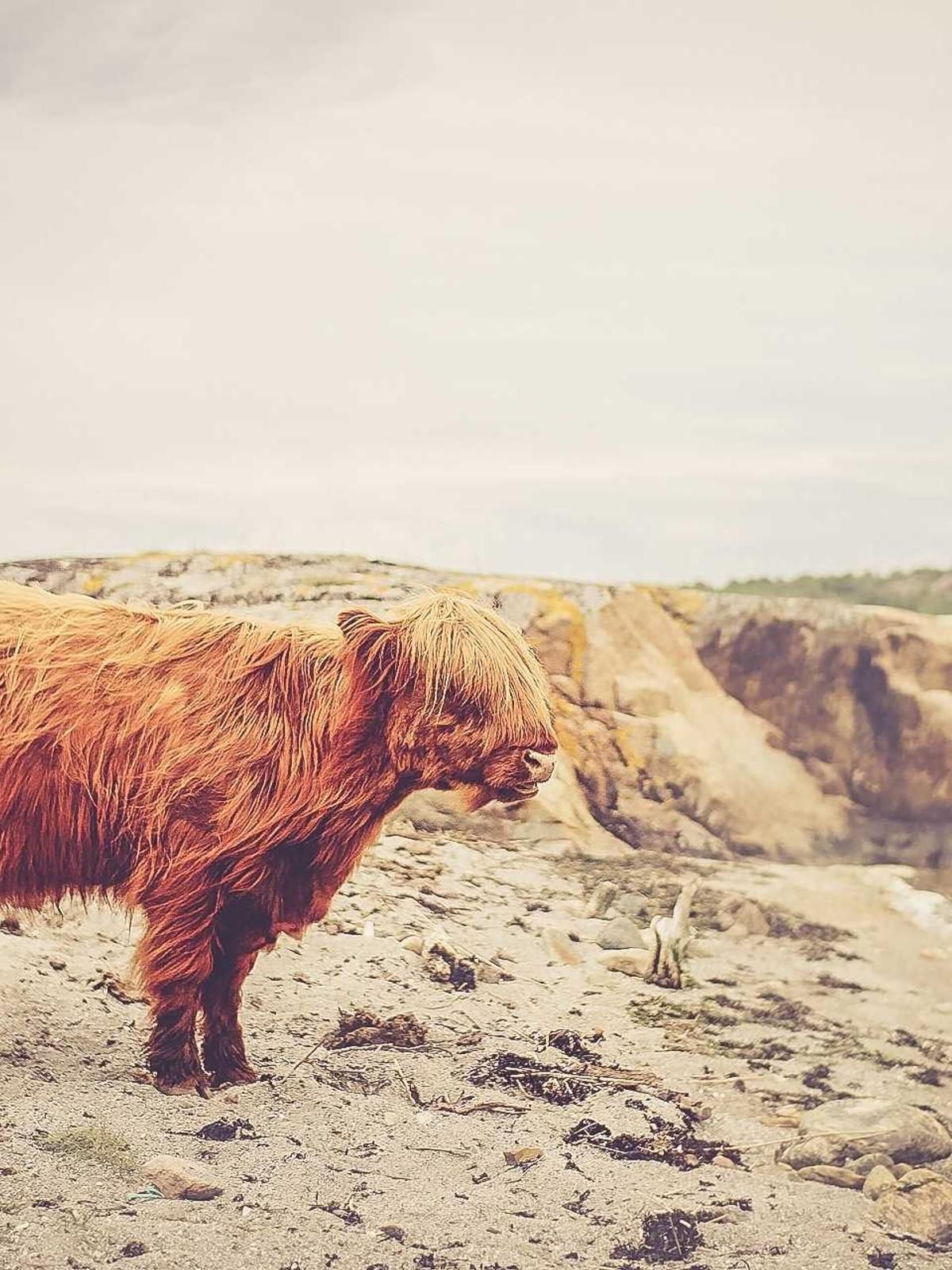 alienus beatae clam unus