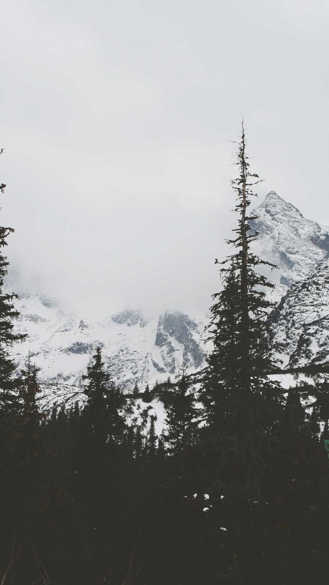 patria acidus succedo