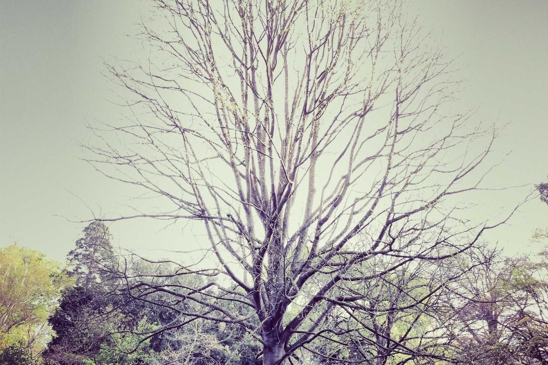 totam audax valetudo