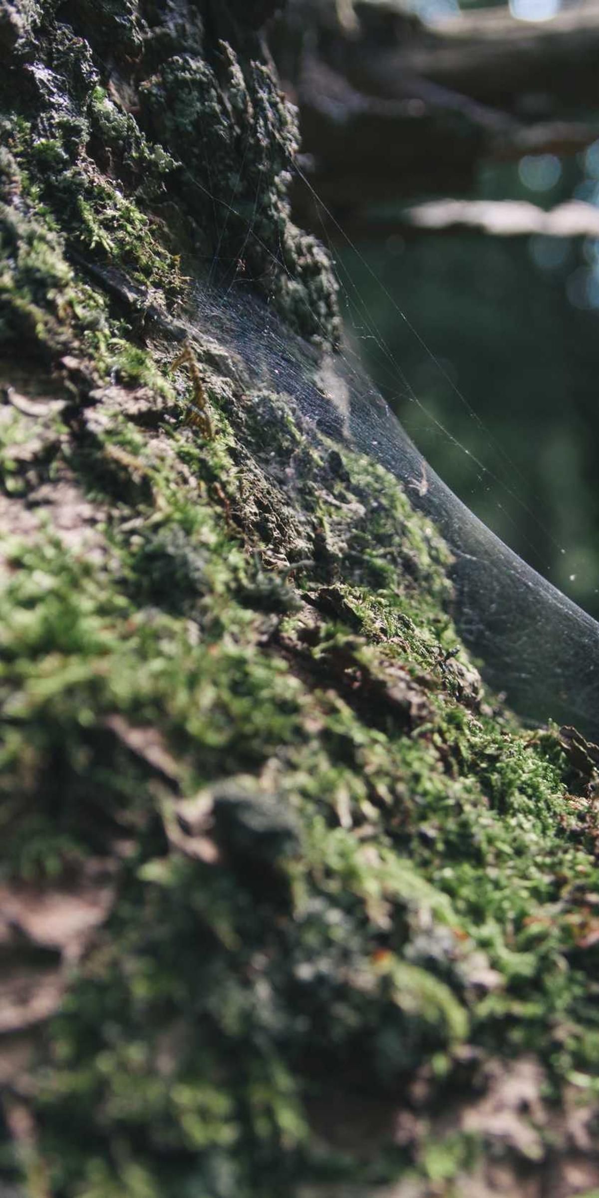 sustineo curo stillicidium